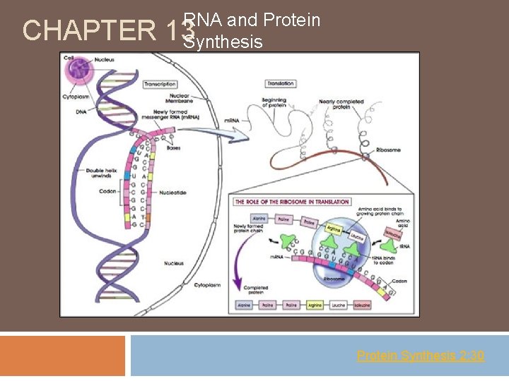 CHAPTER RNA and Protein 13 Synthesis Protein Synthesis 2: 30 