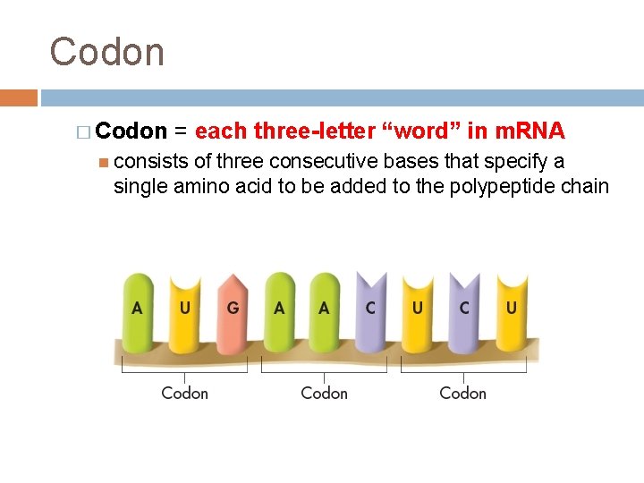 Codon � Codon = each three-letter “word” in m. RNA consists of three consecutive