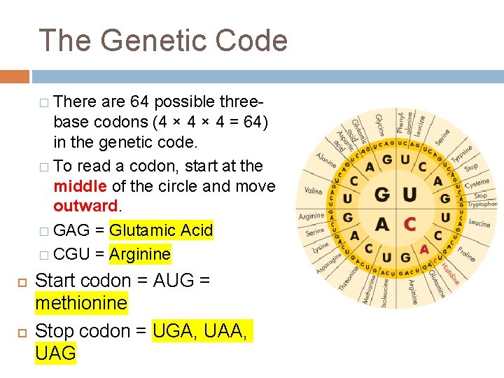 The Genetic Code � There are 64 possible threebase codons (4 × 4 =