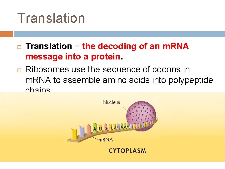 Translation = the decoding of an m. RNA message into a protein. Ribosomes use Translation = the decoding of an m. RNA message into a protein. Ribosomes use