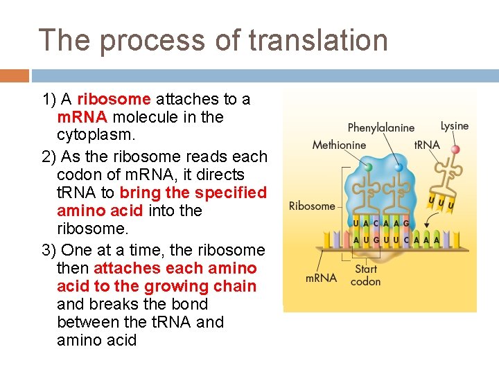 The process of translation 1) A ribosome attaches to a m. RNA molecule in