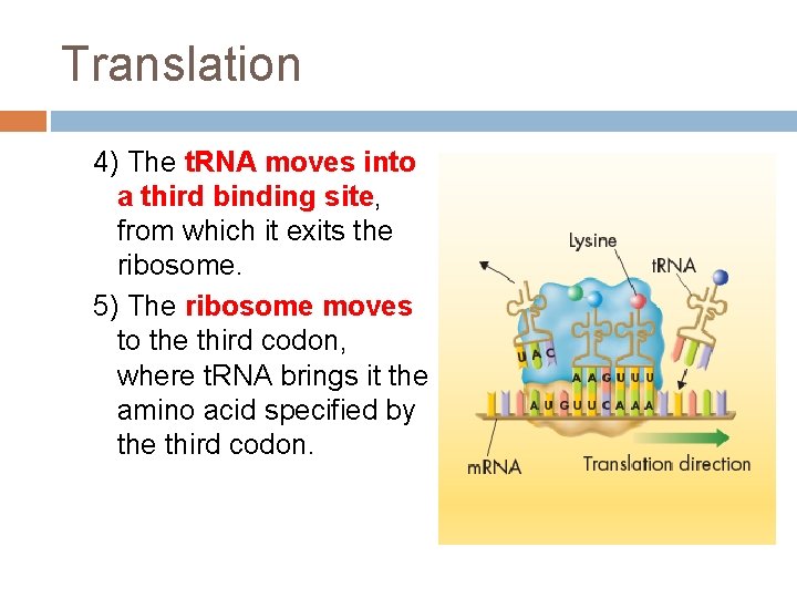 Translation 4) The t. RNA moves into a third binding site, from which it Translation 4) The t. RNA moves into a third binding site, from which it