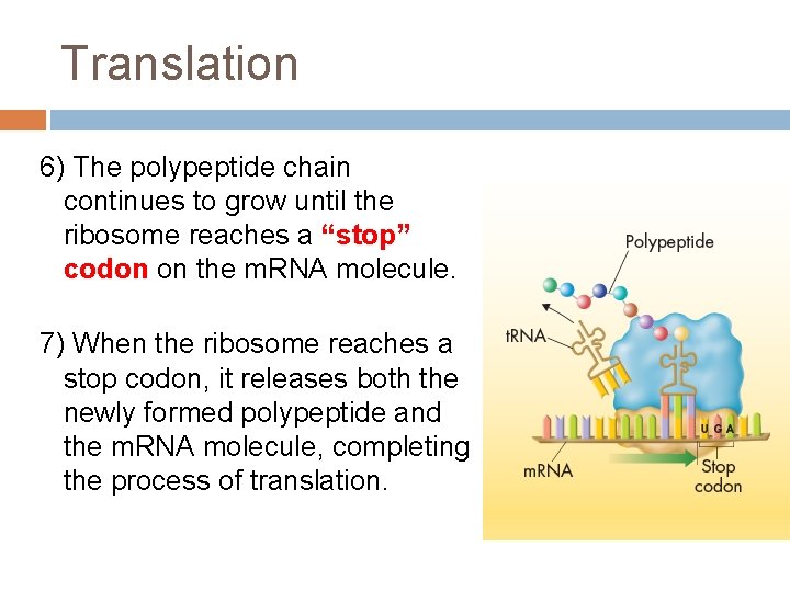 Translation 6) The polypeptide chain continues to grow until the ribosome reaches a “stop” Translation 6) The polypeptide chain continues to grow until the ribosome reaches a “stop”