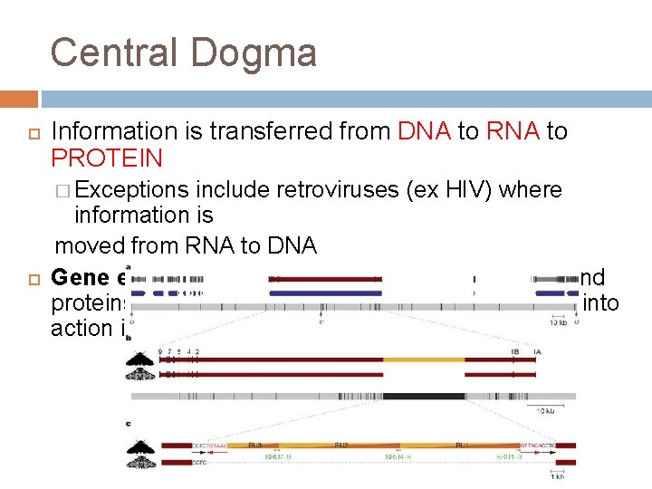 Central Dogma Information is transferred from DNA to RNA to PROTEIN � Exceptions include Central Dogma Information is transferred from DNA to RNA to PROTEIN � Exceptions include