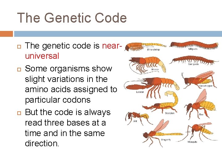 The Genetic Code The genetic code is nearuniversal Some organisms show slight variations in