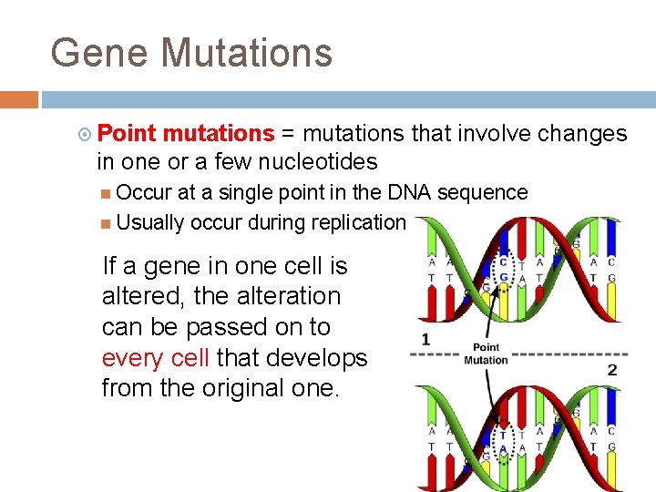 Gene Mutations Point mutations = mutations that involve changes in one or a few