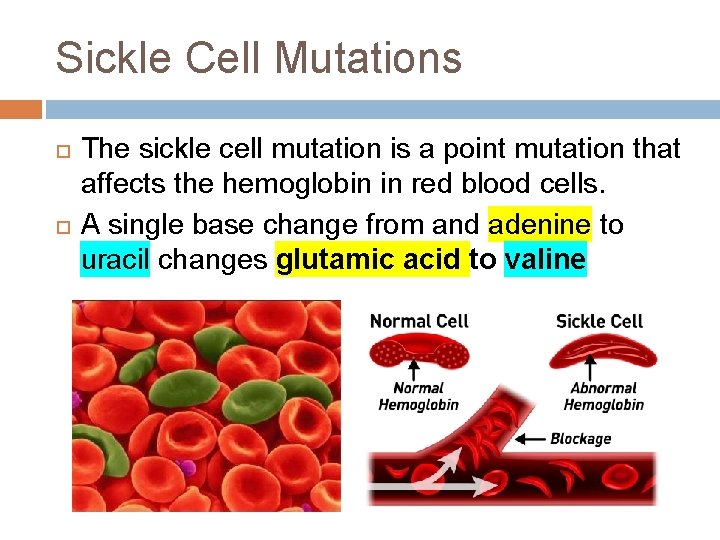 Sickle Cell Mutations The sickle cell mutation is a point mutation that affects the