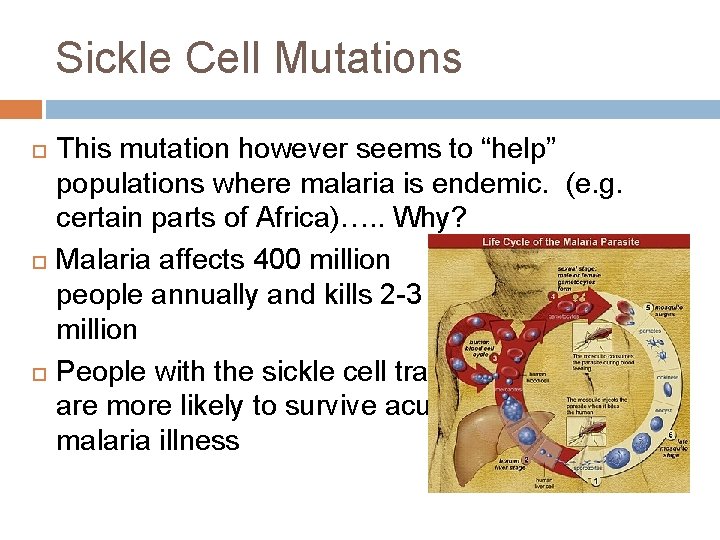 Sickle Cell Mutations This mutation however seems to “help” populations where malaria is endemic.