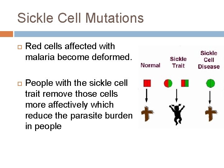 Sickle Cell Mutations Red cells affected with malaria become deformed. People with the sickle