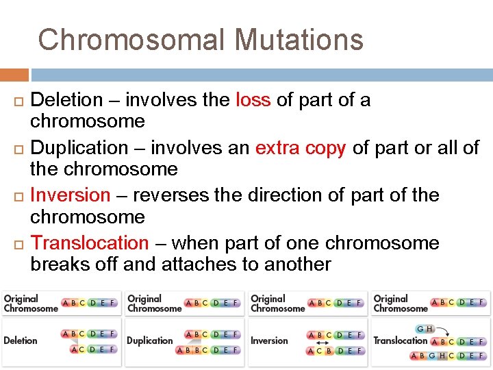 Chromosomal Mutations Deletion – involves the loss of part of a chromosome Duplication –