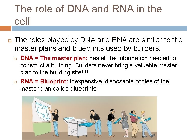 The role of DNA and RNA in the cell The roles played by DNA