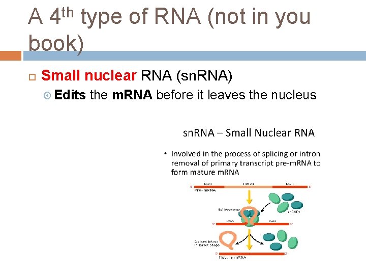 A 4 th type of RNA (not in you book) Small nuclear RNA (sn.