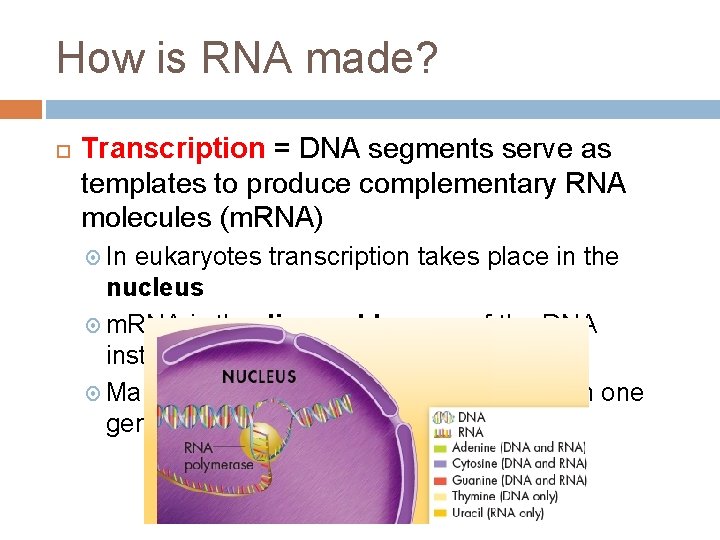 How is RNA made? Transcription = DNA segments serve as templates to produce complementary