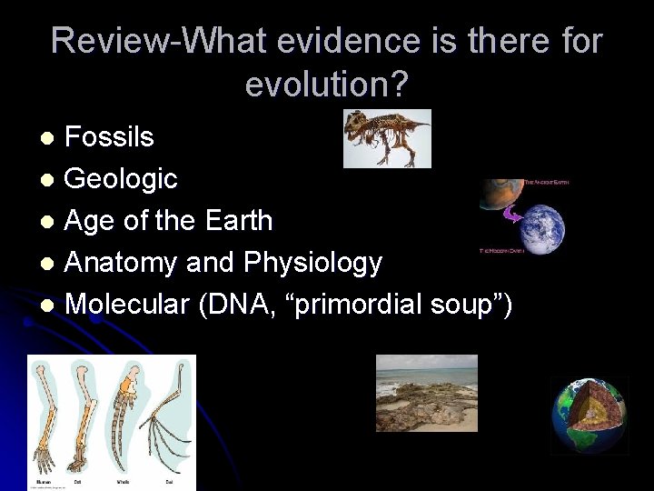 Review-What evidence is there for evolution? Fossils l Geologic l Age of the Earth Review-What evidence is there for evolution? Fossils l Geologic l Age of the Earth