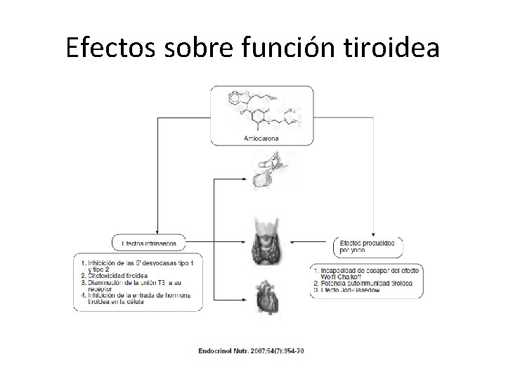 Efectos sobre función tiroidea 