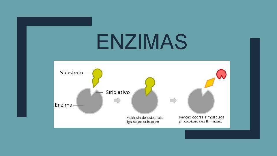 ENZIMAS 