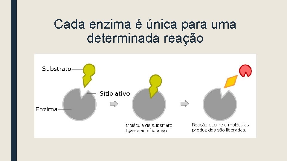 Cada enzima é única para uma determinada reação 