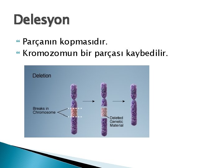 Delesyon Parçanın kopmasıdır. Kromozomun bir parçası kaybedilir. 