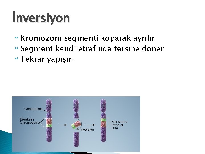 İnversiyon Kromozom segmenti koparak ayrılır Segment kendi etrafında tersine döner Tekrar yapışır. 