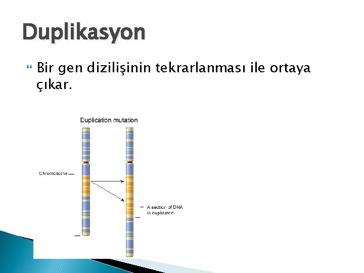 Duplikasyon Bir gen dizilişinin tekrarlanması ile ortaya çıkar. 