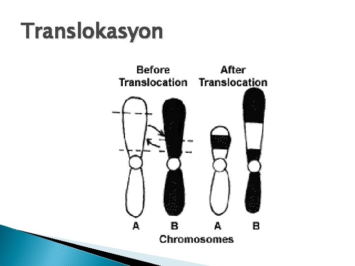 Translokasyon 
