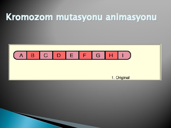 Kromozom mutasyonu animasyonu 