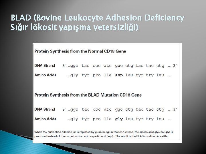 BLAD (Bovine Leukocyte Adhesion Deficiency Sığır lökosit yapışma yetersizliği) 