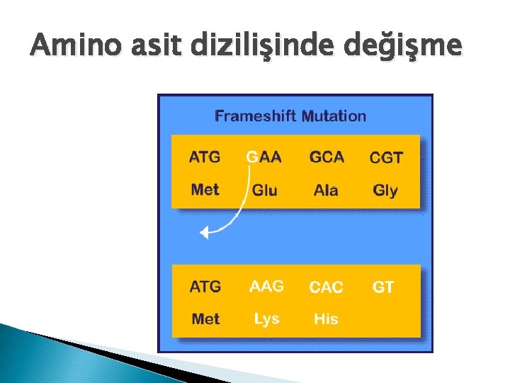 Amino asit dizilişinde değişme 