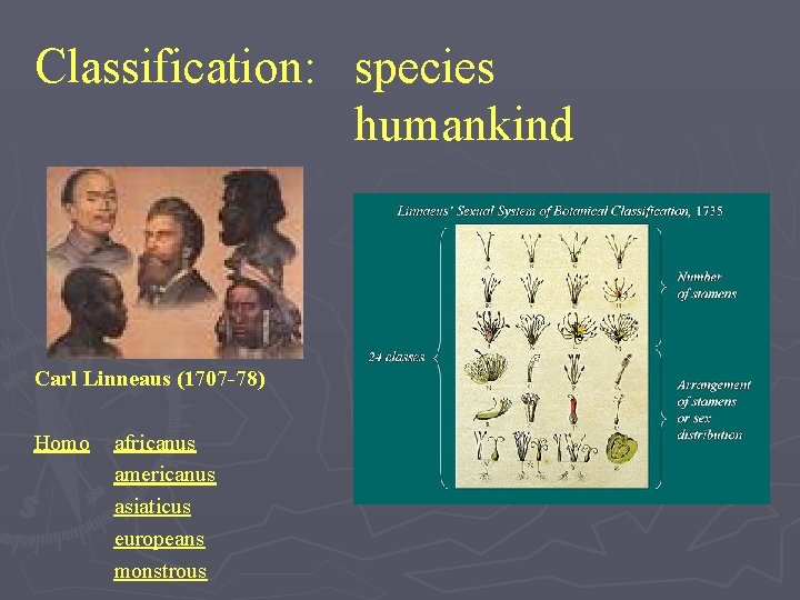 Classification: species humankind Carl Linneaus (1707 -78) Homo africanus americanus asiaticus europeans monstrous 