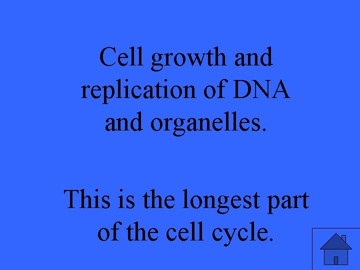 Cell growth and replication of DNA and organelles. This is the longest part of