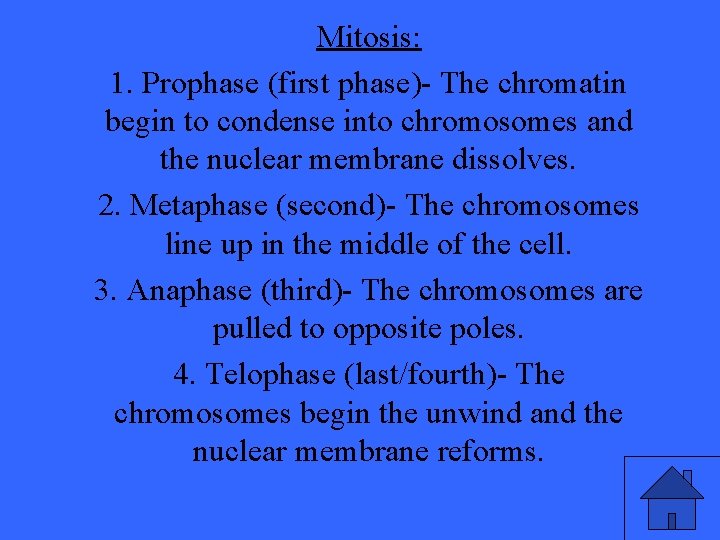 Mitosis: 1. Prophase (first phase)- The chromatin begin to condense into chromosomes and the