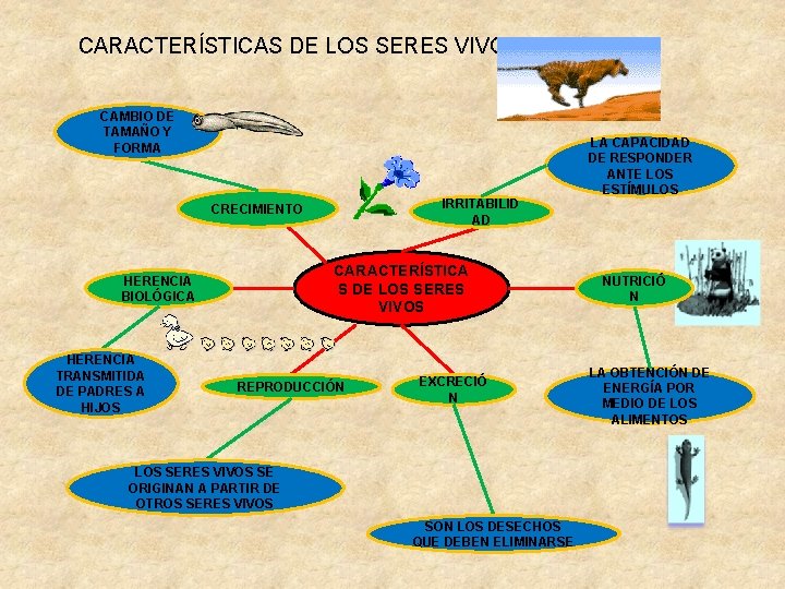 CARACTERÍSTICAS DE LOS SERES VIVOS CAMBIO DE TAMAÑO Y FORMA IRRITABILID AD CRECIMIENTO CARACTERÍSTICA