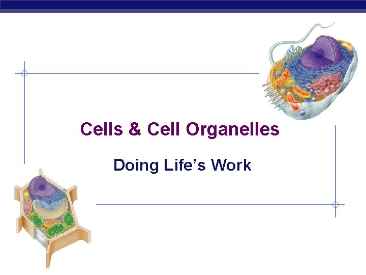 Cells & Cell Organelles Doing Life’s Work AP Biology 
