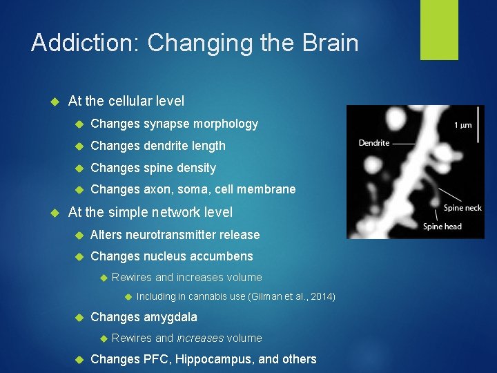 Addiction: Changing the Brain At the cellular level Changes synapse morphology Changes dendrite length