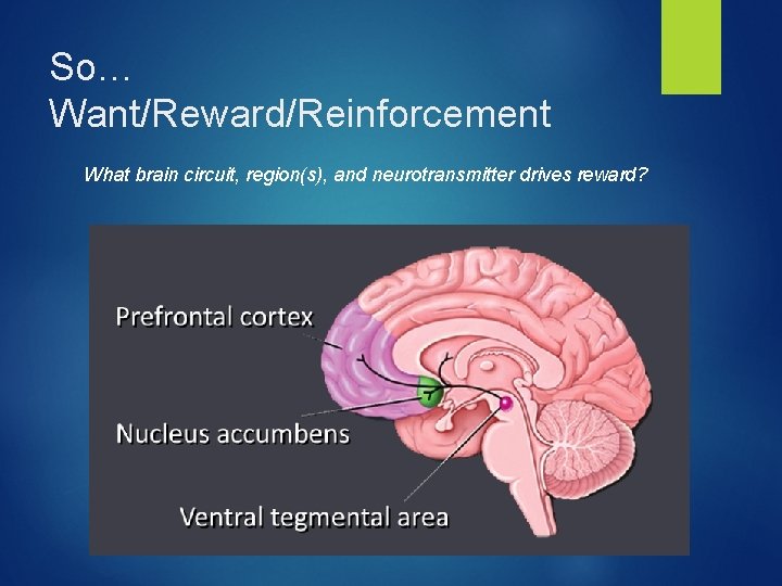 So… Want/Reward/Reinforcement What brain circuit, region(s), and neurotransmitter drives reward? 