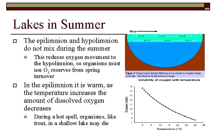 Lakes in Summer o The epilimnion and hypolimnion do not mix during the summer