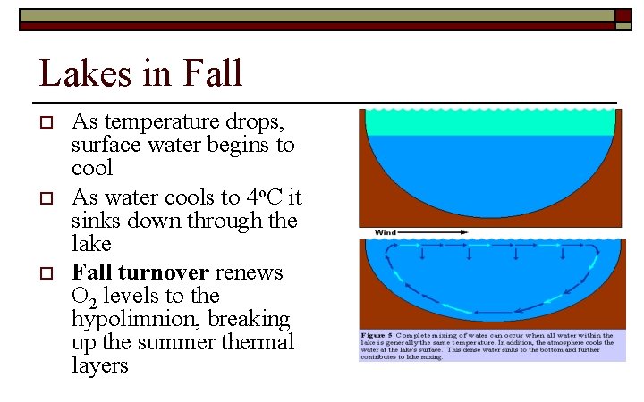 Lakes in Fall o o o As temperature drops, surface water begins to cool