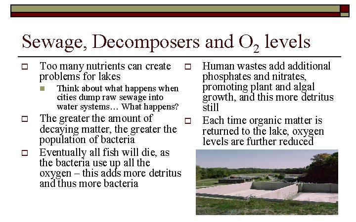 Sewage, Decomposers and O 2 levels o Too many nutrients can create problems for