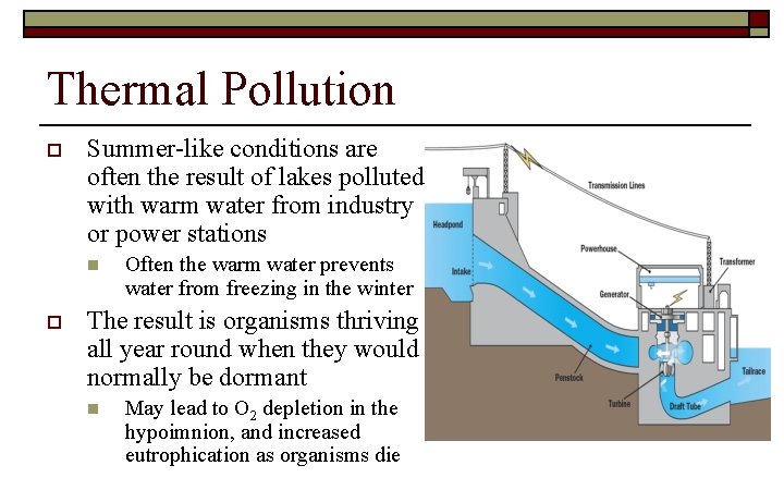 Thermal Pollution o Summer-like conditions are often the result of lakes polluted with warm