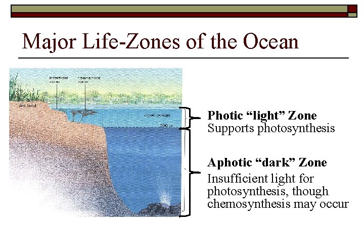 Major Life-Zones of the Ocean Photic “light” Zone Supports photosynthesis Aphotic “dark” Zone Insufficient