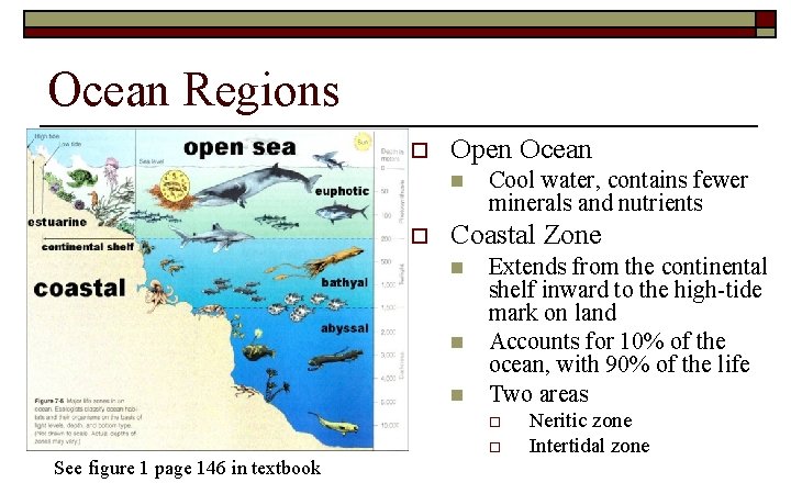 Ocean Regions o Open Ocean n o Cool water, contains fewer minerals and nutrients