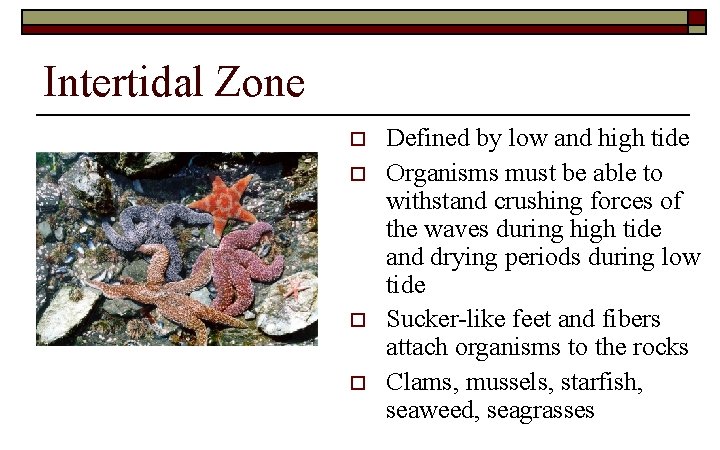 Intertidal Zone o o Defined by low and high tide Organisms must be able