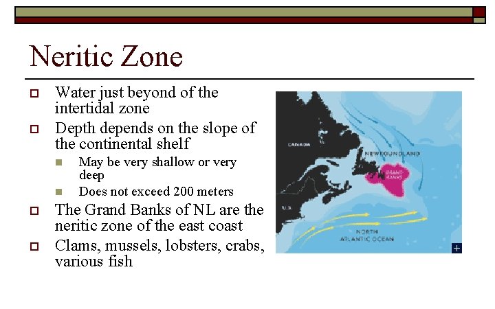 Neritic Zone o o Water just beyond of the intertidal zone Depth depends on