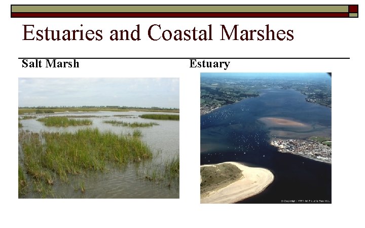Estuaries and Coastal Marshes Salt Marsh Estuary 