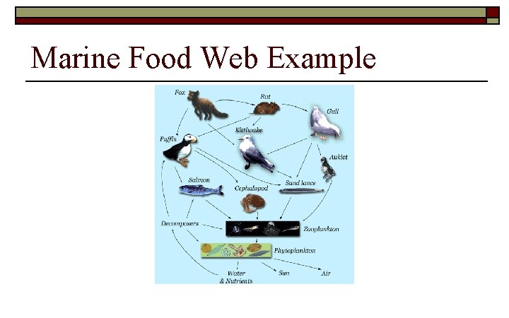 Marine Food Web Example 