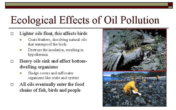 Ecological Effects of Oil Pollution o Lighter oils float, this affects birds n n