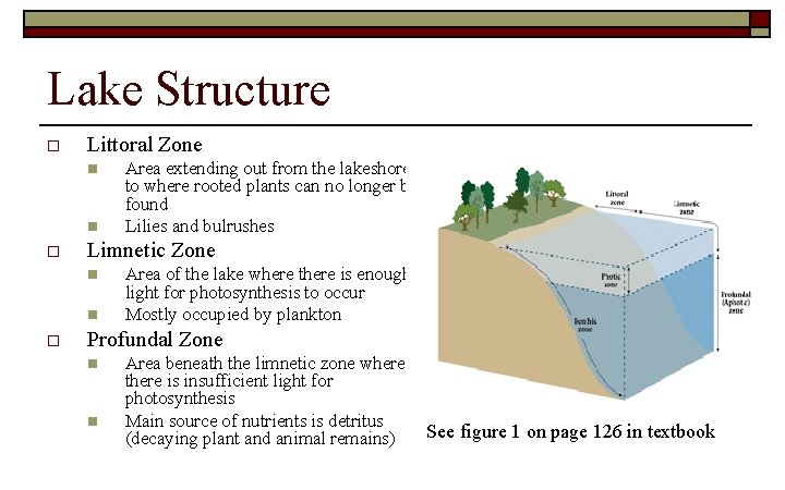 Lake Structure o Littoral Zone n n o Limnetic Zone n n o Area