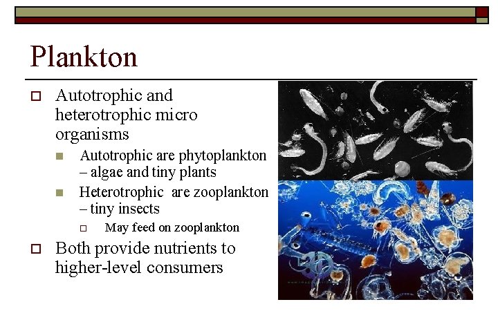 Plankton o Autotrophic and heterotrophic micro organisms n n Autotrophic are phytoplankton – algae