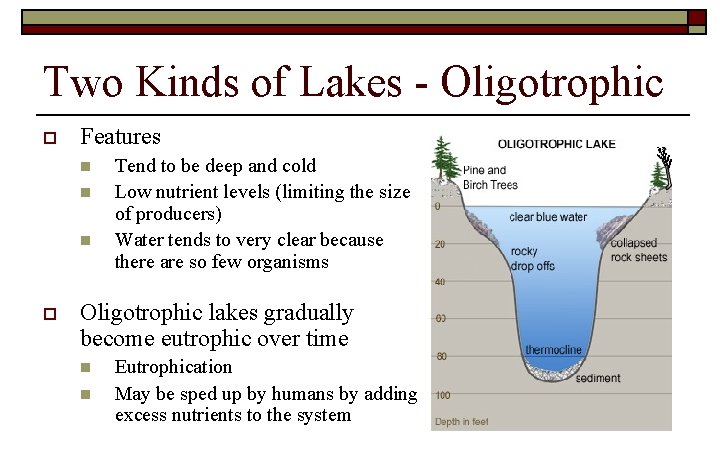 Two Kinds of Lakes - Oligotrophic o Features n n n o Tend to