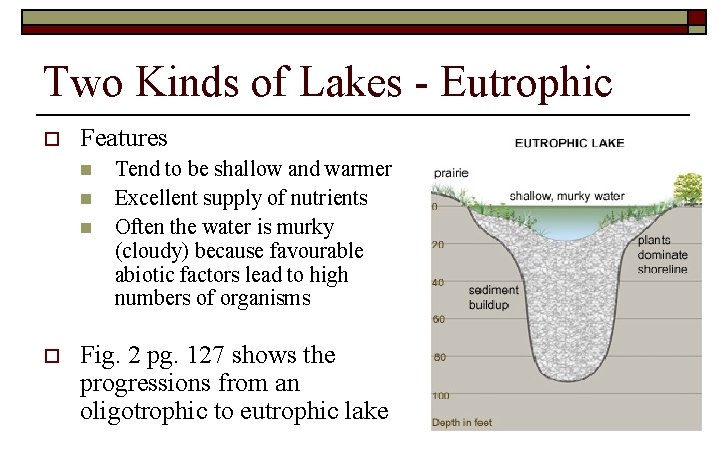 Two Kinds of Lakes - Eutrophic o Features n n n o Tend to